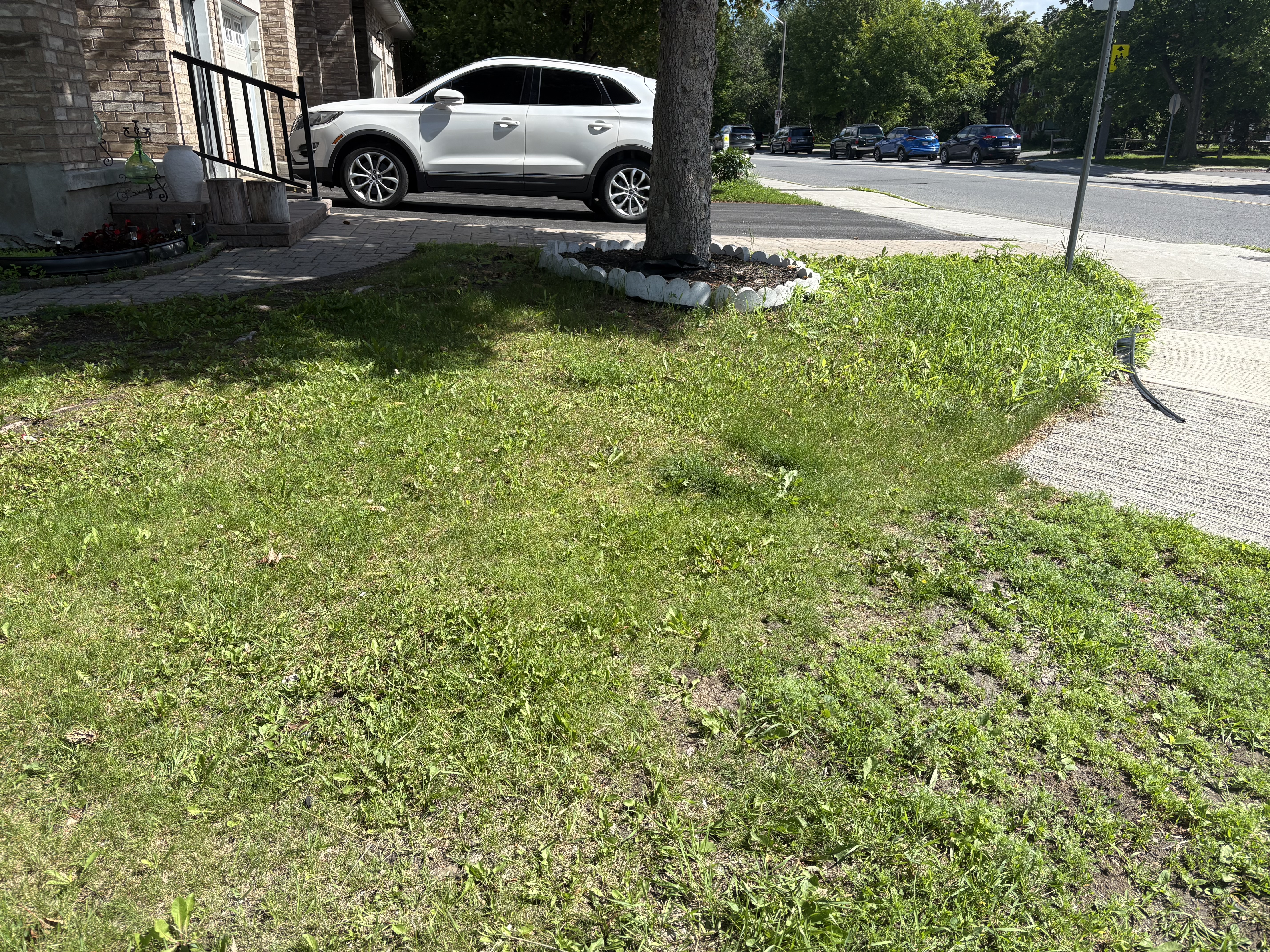 Before - front lawn